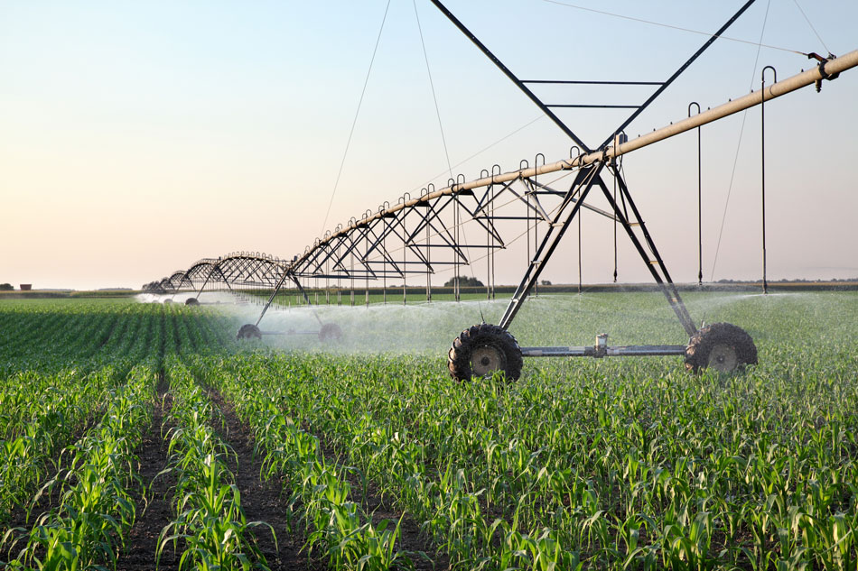 玉米田春季用灌溉系统供水，洒水车向植物喷水